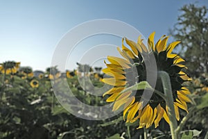 Behind the sunflower